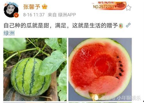 娱乐新鲜事吃瓜,吃瓜群众揭秘最新八卦